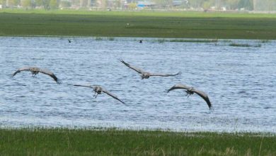 Four cranes fly low over a flooded green wetland, with trees and village buildings in the distance.