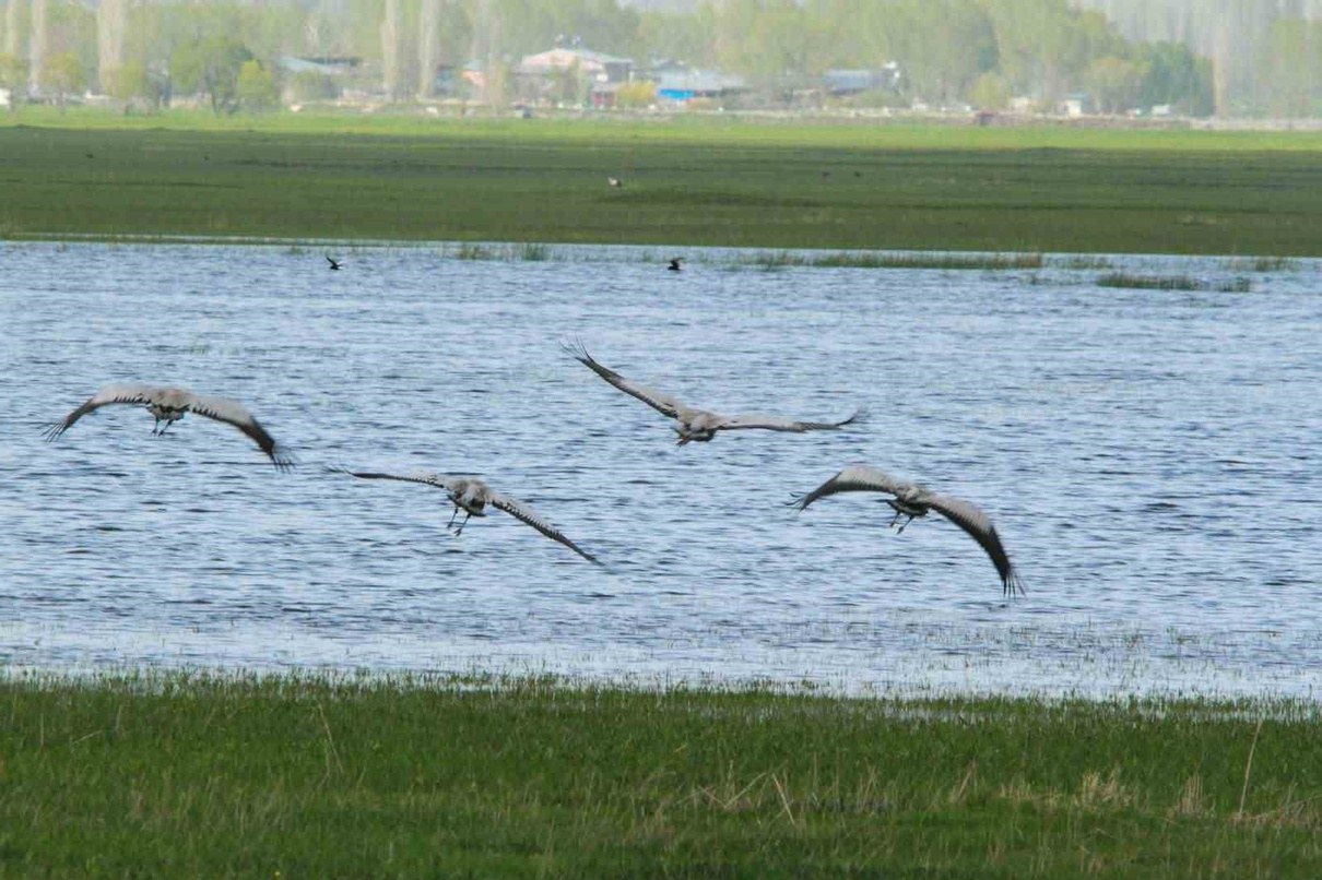 Four cranes fly low over a flooded green wetland, with trees and village buildings in the distance.