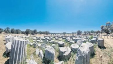 Fluted stone column drums and ruins scattered across the Teos ancient site, with olive trees under a clear blue sky