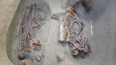 Archaeological excavation showing a human skeleton and a horse skeleton buried side by side in a pit.