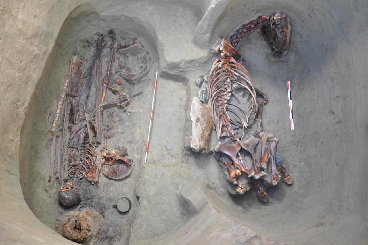 Archaeological excavation showing a human skeleton and a horse skeleton buried side by side in a pit.